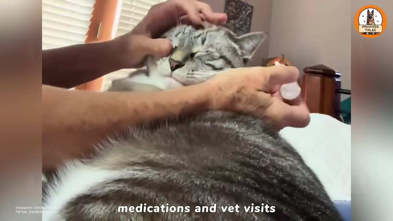 A close-up shot of a person's hands holding a tabby cat's head gently while administering liquid medication with a syringe.