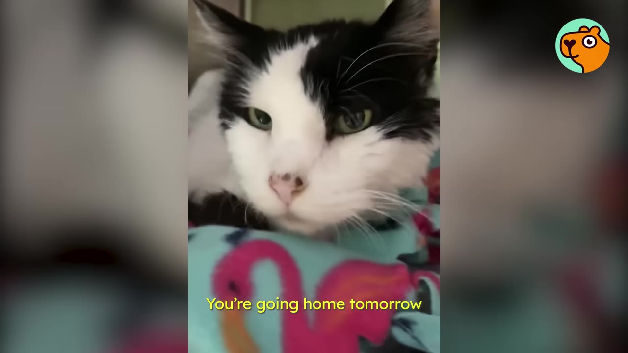 A close-up of a black and white cat with green eyes resting on a blue blanket with pink flamingos, with text overlay reading 'You're going home tomorrow'.