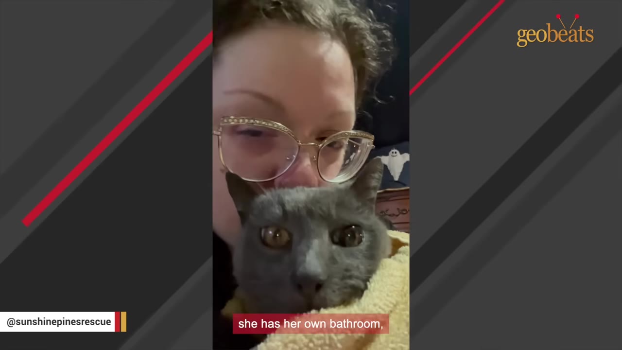 A close-up of a grey cat wrapped in a yellow towel, held by a woman wearing glasses.