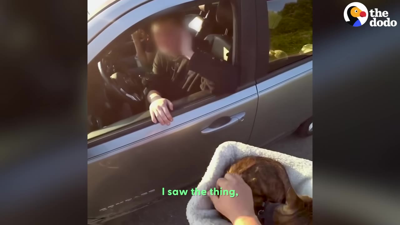 A person leaning out of a car window to look at a tabby cat sitting in a basket.