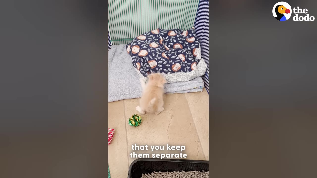 A tiny light-colored kitten stands on its hind legs inside a wire playpen next to a patterned pet bed.