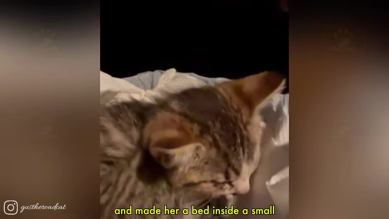 A small tabby kitten resting inside a makeshift bed lined with white blankets.
