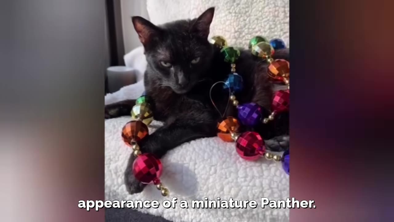 A black cat with a fierce expression lies on a white textured blanket, draped in colorful, shiny bead garlands.