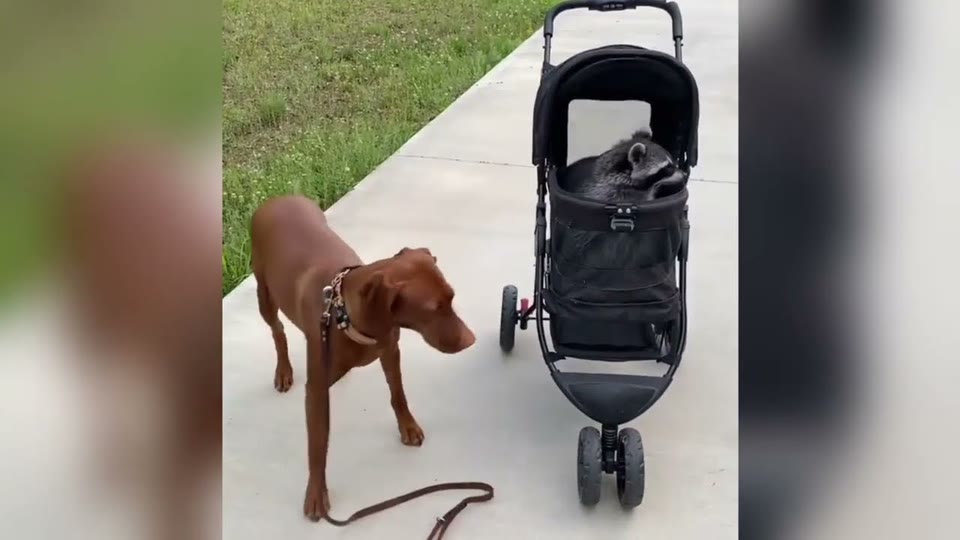 Video frame for A Mischievous Personality Emerges