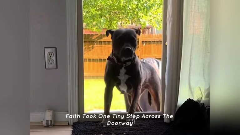 Texas Dog Left Outside For 18 Months Finally Takes A Step That Changes Her Entire Life