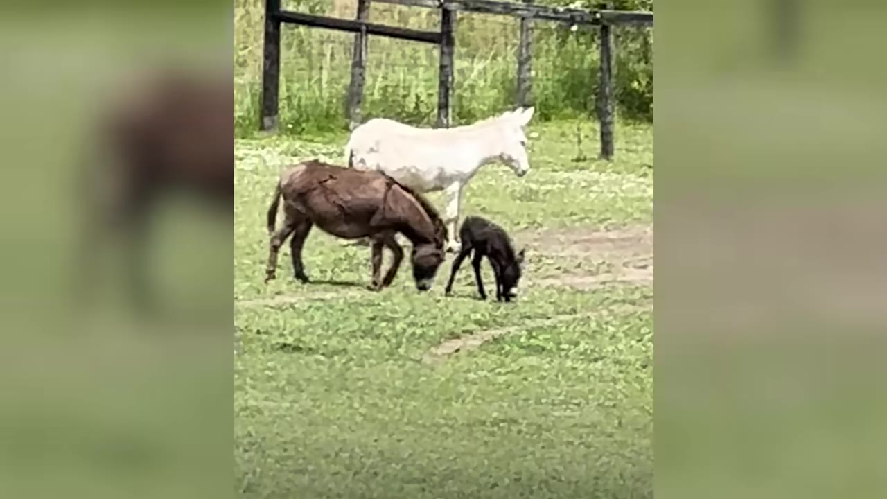 A white donkey, a brown donkey, and a small black foal stand together in a grassy pasture near a wooden fence.