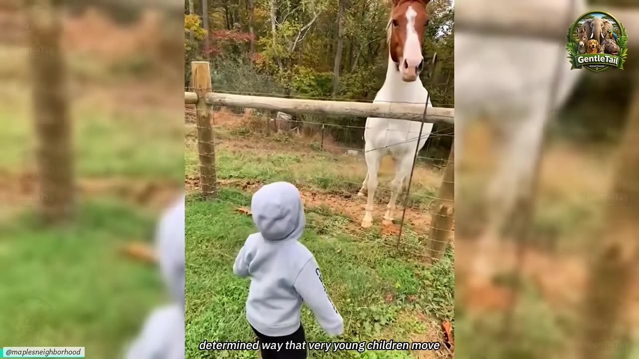 A brown and white horse stands behind a wooden fence, looking down at a young child wearing a light blue hooded sweatshirt who is walking toward it.