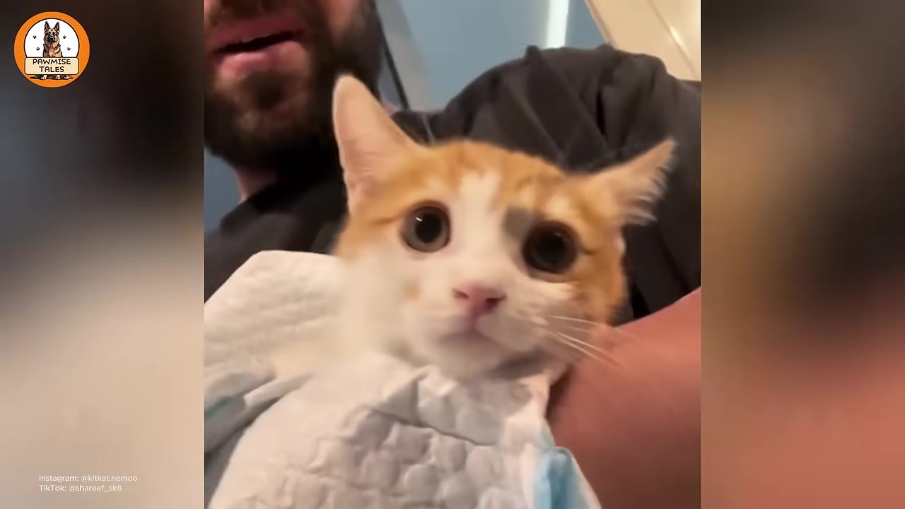 A close-up of a bearded man holding a small, wide-eyed orange and white kitten wrapped in a white blanket.