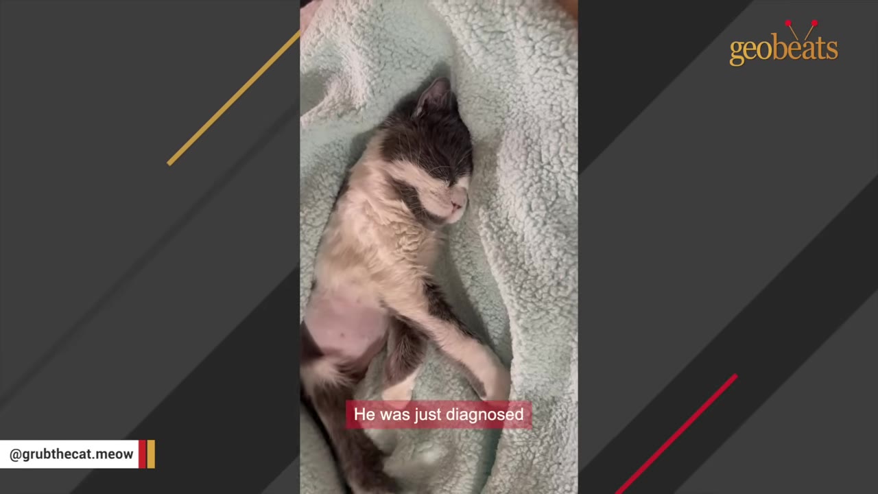 A small grey and white kitten sleeping peacefully on a soft light green blanket, with a caption that reads 'He was just diagnosed'.