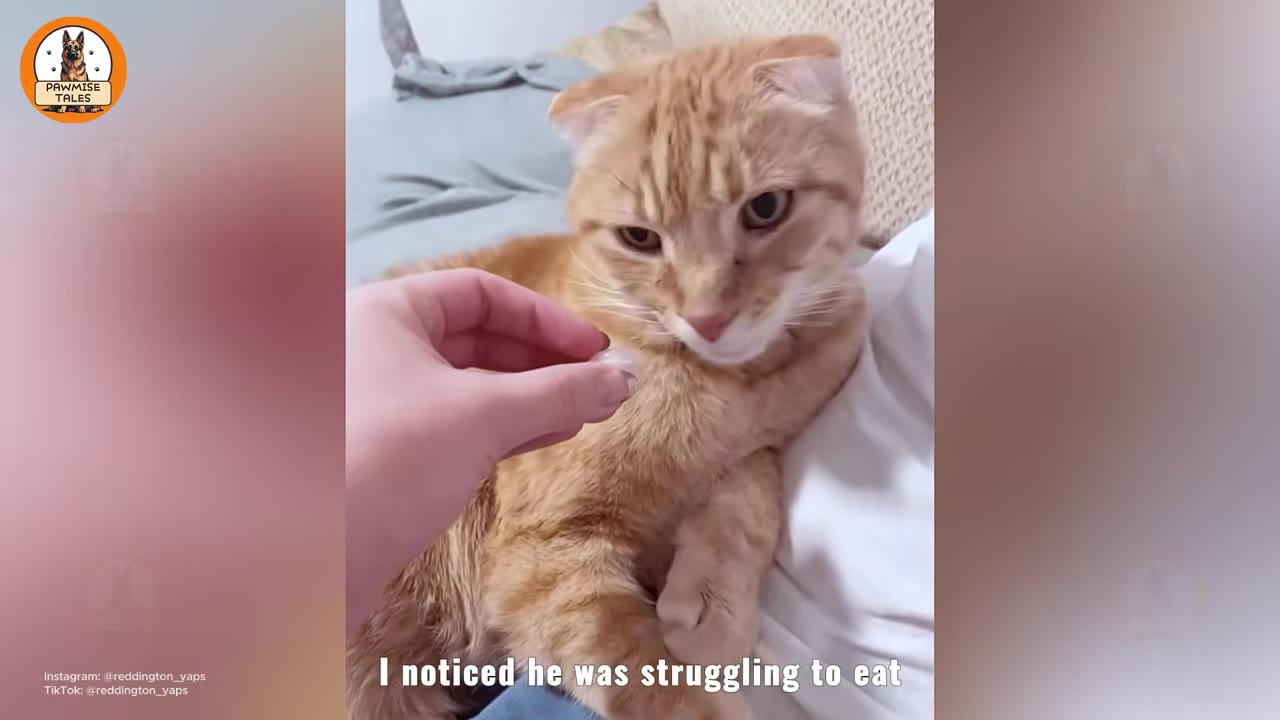 An orange tabby cat with folded ears looks down as a person's hand offers it a small piece of food or medicine.