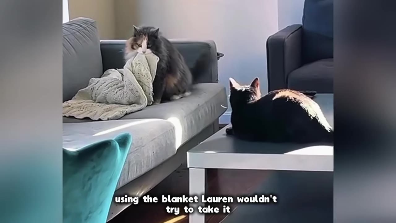 A fluffy long-haired calico cat sits on a grey couch holding a knit blanket in its mouth, while a black and white cat watches from a nearby table.