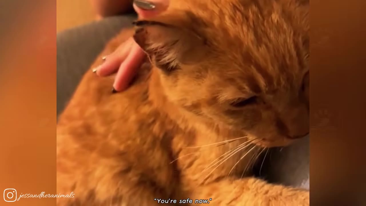 A close-up of an orange cat being gently petted on the back by a hand, with the caption 'You're safe now.' at the bottom.