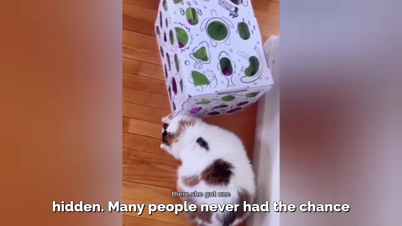 A fluffy white cat with brown patches on its back sits on a wooden floor next to a white cardboard toy box with holes, looking slightly up and to the side.