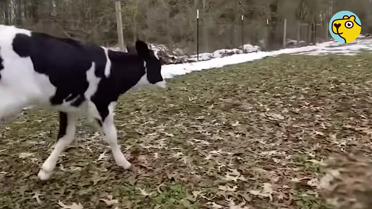 A young black and white calf running across a grassy field covered in fallen autumn leaves.