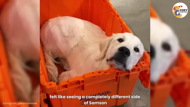 California Dog Was Too Serious To Play With Others, Then One Window Encounter Changed His Life