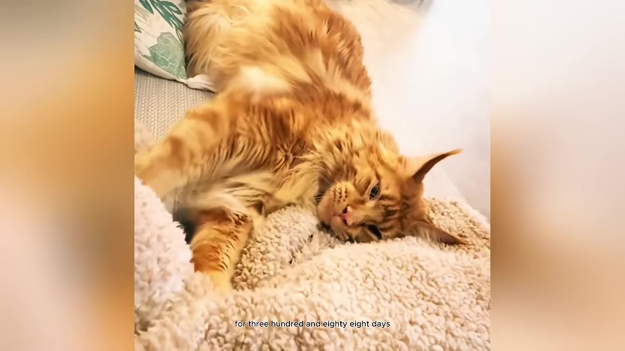 A large, fluffy orange cat lies on its side on a soft, textured blanket, looking calmly towards the camera.