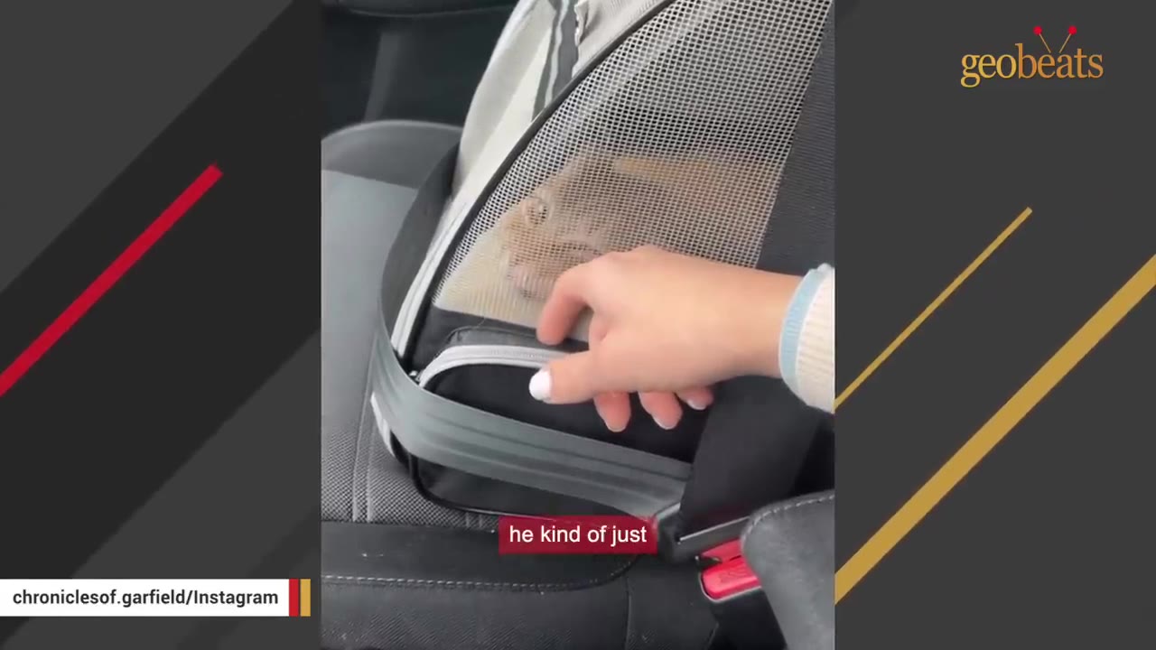 An orange cat sits inside a mesh pet carrier strapped into a car seat with a seatbelt, as a hand gently rests on the carrier.