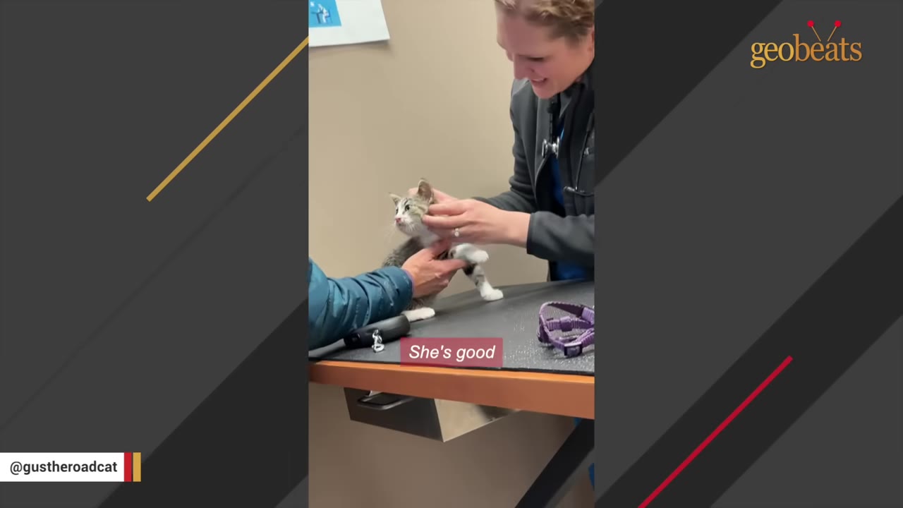 A veterinarian in a grey jacket and stethoscope examines a small tabby and white kitten standing on a black examination table.