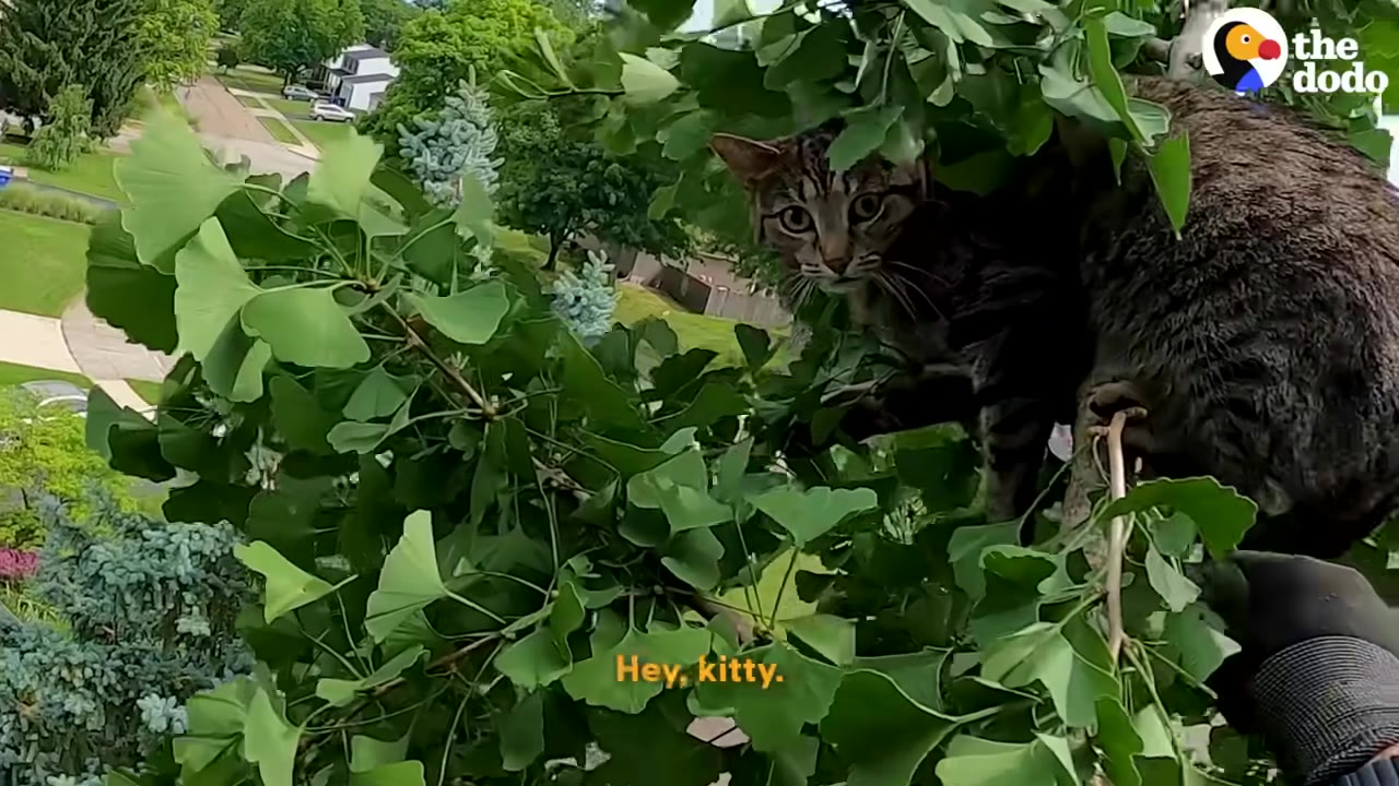 A close-up shot of a wide-eyed tabby cat clinging to a branch high up in a ginkgo tree as a gloved hand reaches toward it.