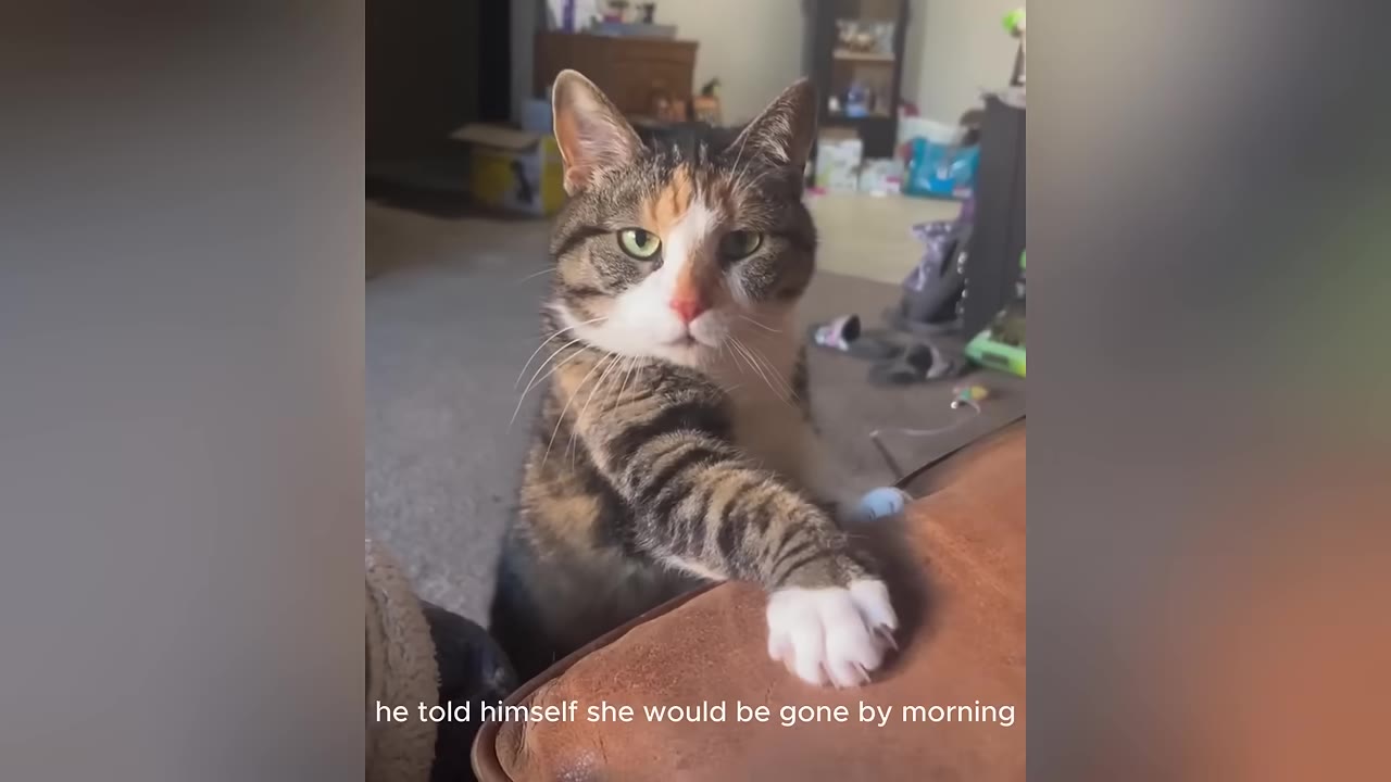 A calico and tabby cat with green eyes looks directly at the camera, resting one white-tipped paw on a brown leather surface.