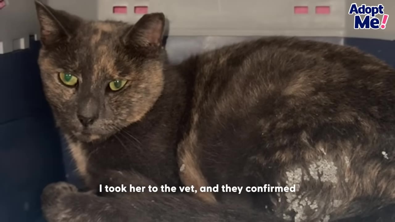 A tortoiseshell cat with green eyes lies inside a blue and grey plastic pet carrier.
