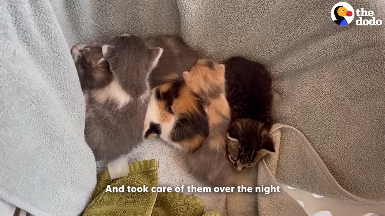 A cluster of tiny, sleeping kittens of various colors huddled together on soft blankets.