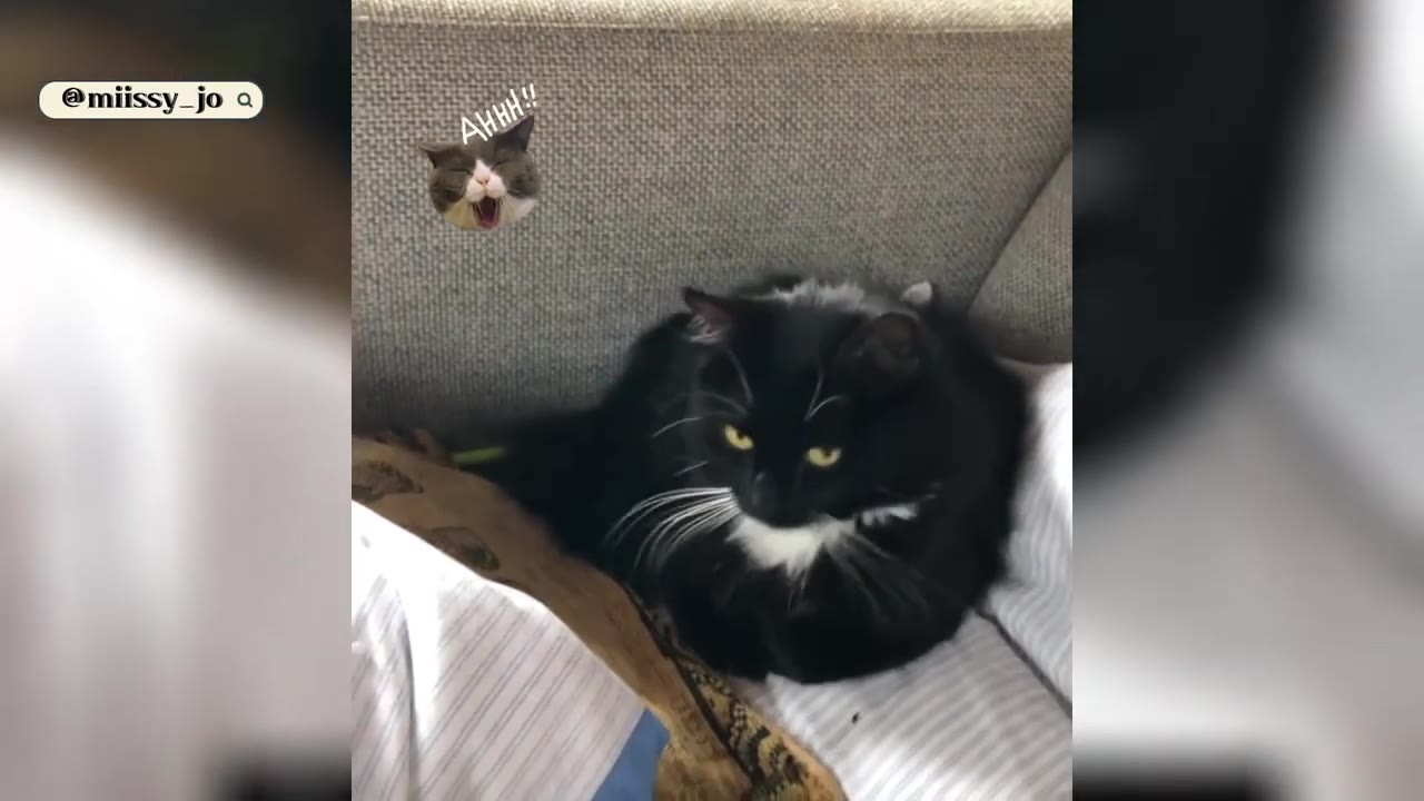 A black and white cat with yellow eyes sitting comfortably on a soft, striped blanket indoors next to a grey sofa.