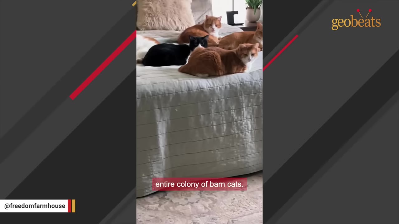 Several orange, white, and black cats resting together on a large bed in a home.
