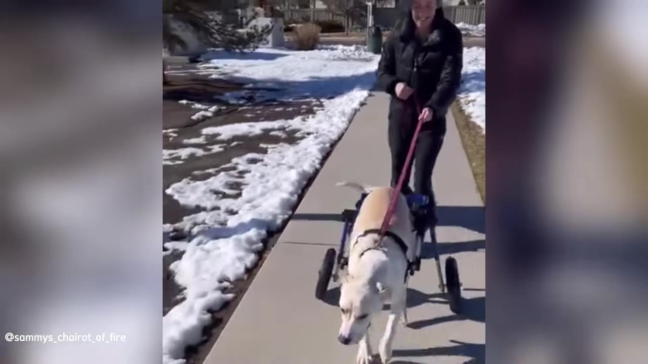 A light-colored dog walks on a sidewalk using a two-wheeled dog wheelchair, led on a leash by a smiling woman in a black jacket.