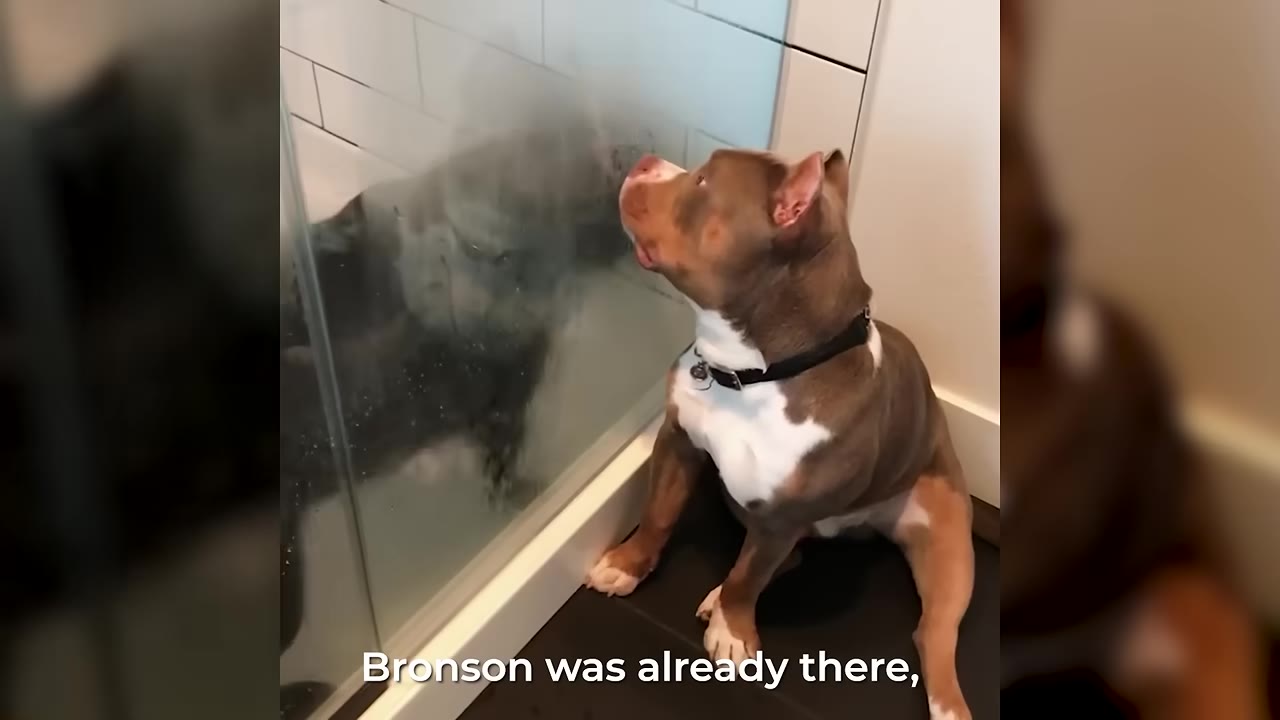 A brown and white pit bull sits on a dark tiled floor, looking intently through a glass shower door at a blurry figure inside.