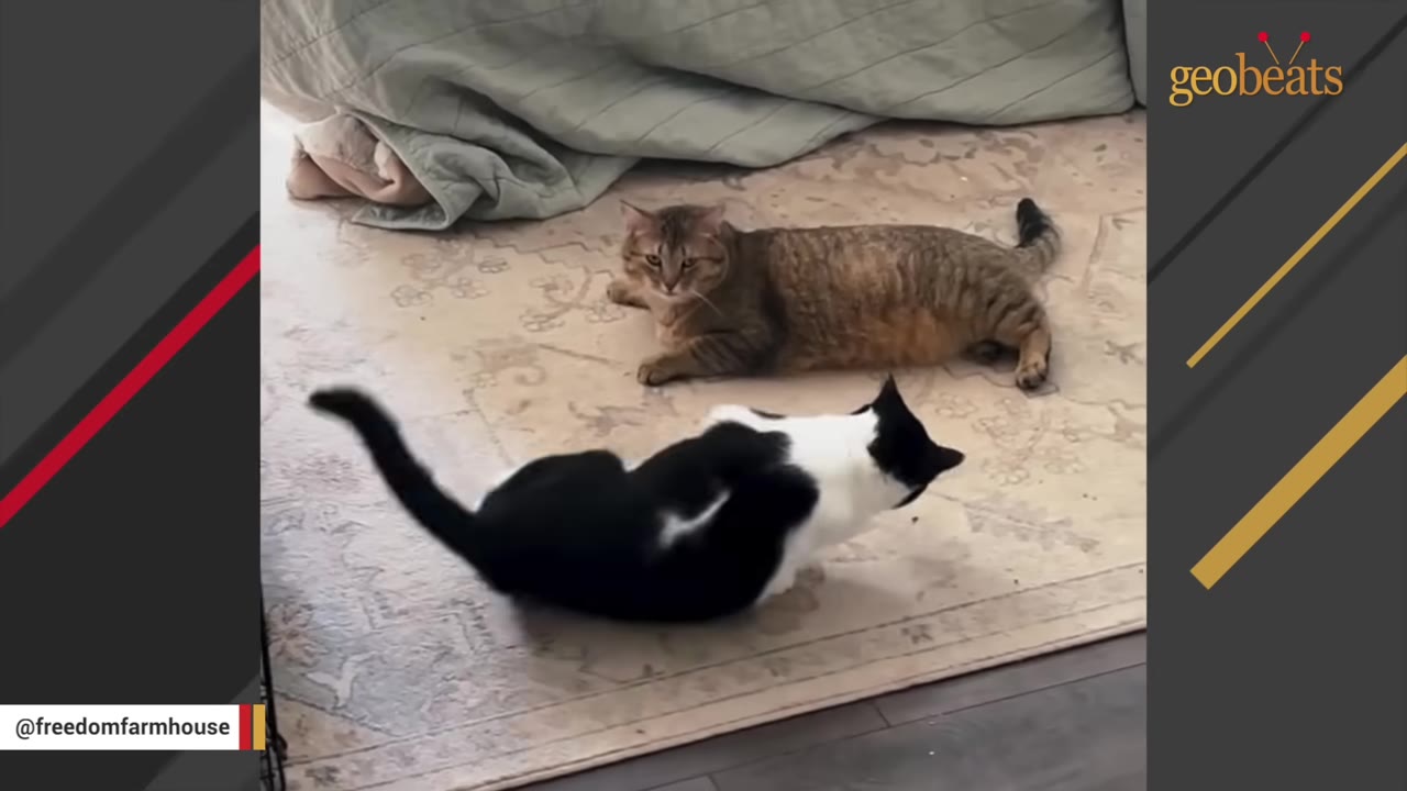 A black and white cat rolls on a patterned rug indoors while a brown tabby cat lies nearby and watches.