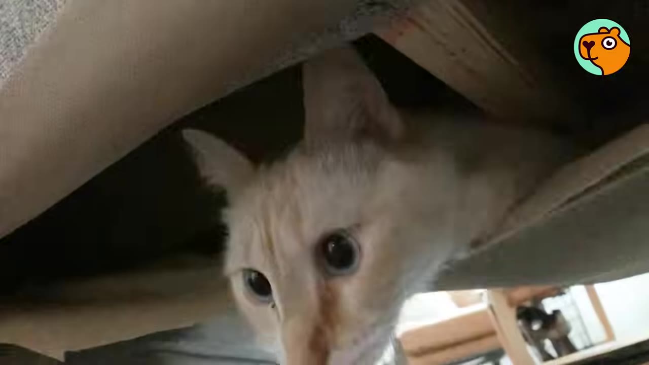 A light-colored cat with wide, dark eyes peeks out from underneath a piece of furniture.