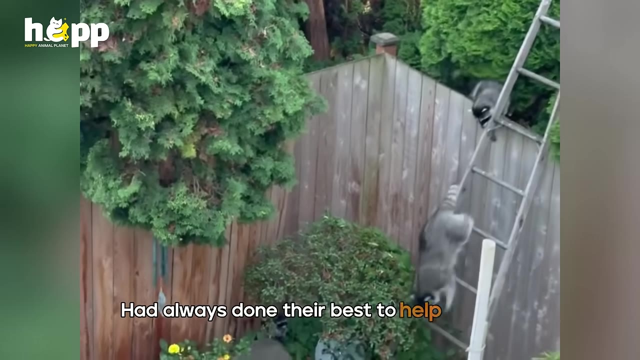 Two raccoons in a backyard, with one climbing down a metal ladder propped against a wooden fence and another watching from the top of the fence.