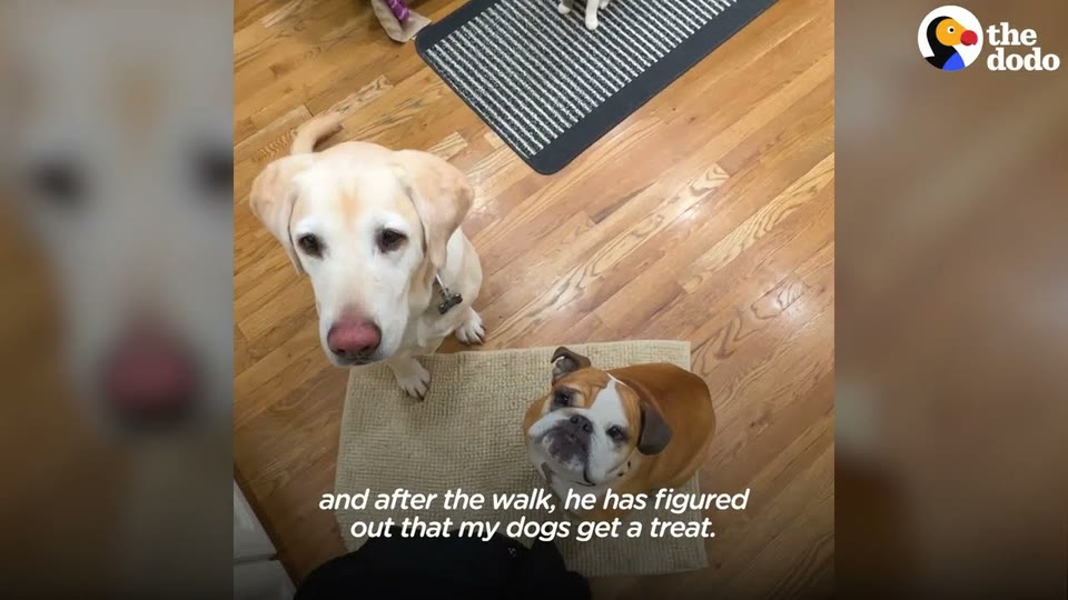 Video frame for A Special Bond With Gunny