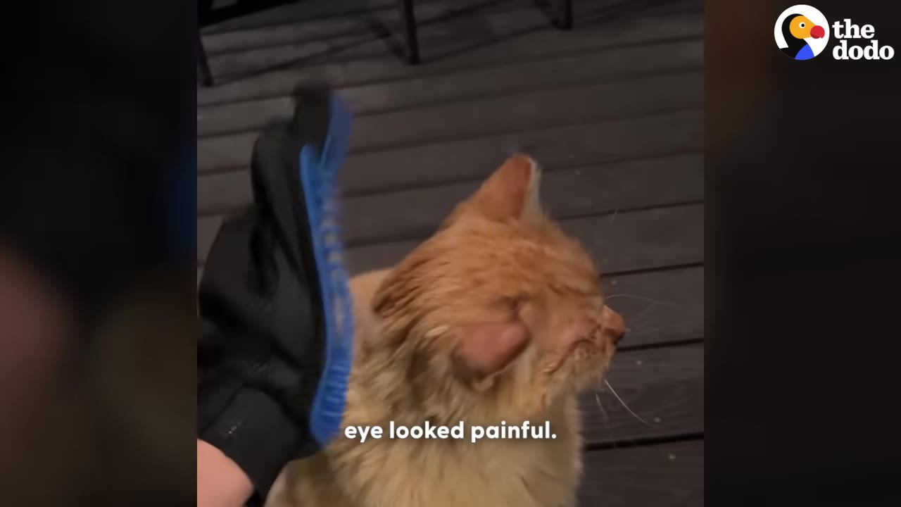 An orange cat with a closed, painful-looking eye is shown on a wooden deck at night as a hand wearing a blue and black grooming glove reaches towards it.