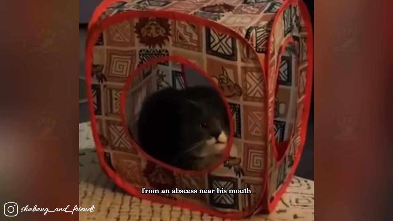 A close-up of a dark grey and white cat looking out from inside a patterned fabric play cube.