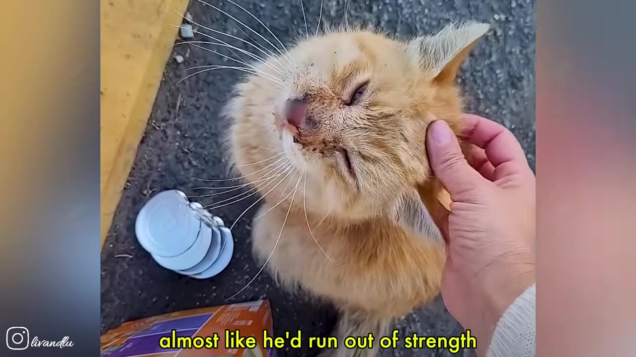 A close-up of a dirty, orange stray cat closing its eyes as a person gently pets its head.