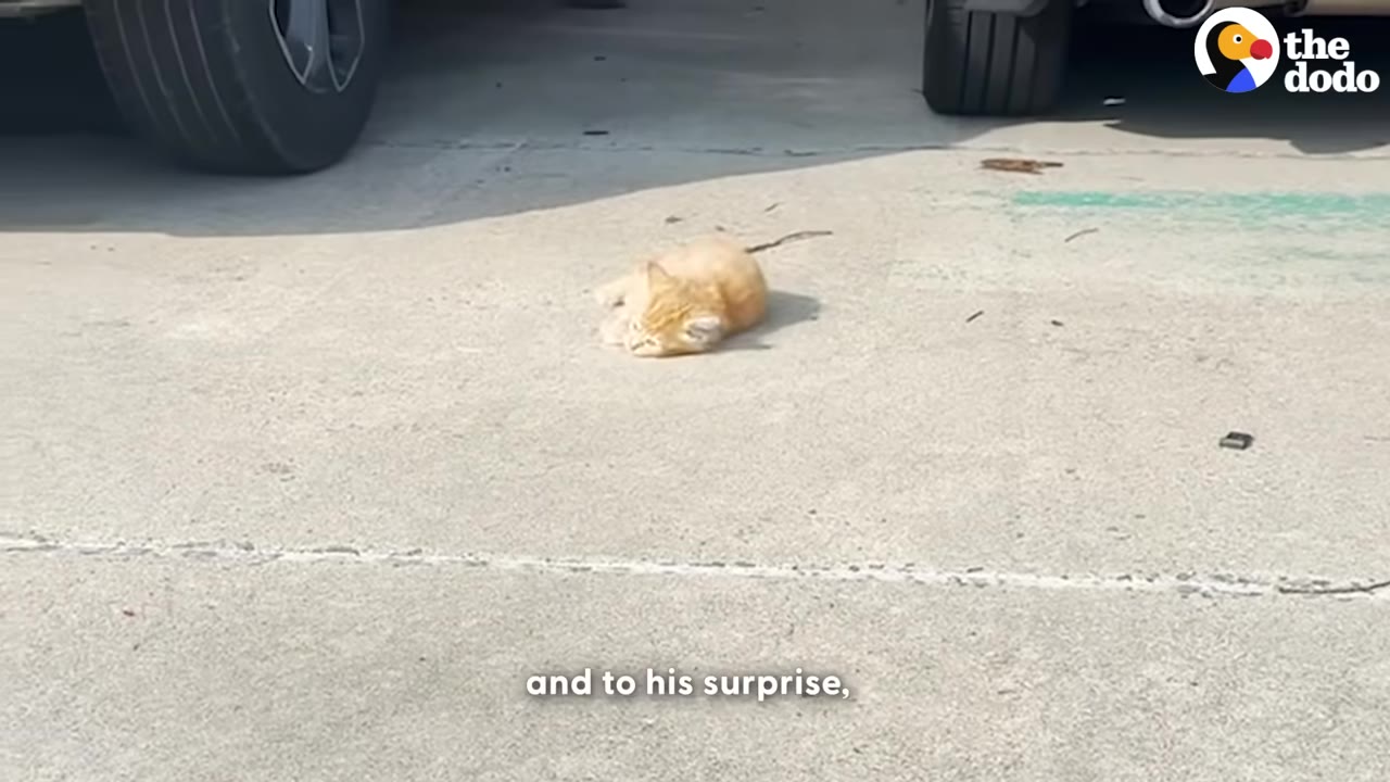 A tiny orange kitten lies curled up on the concrete ground of a parking lot near car tires.
