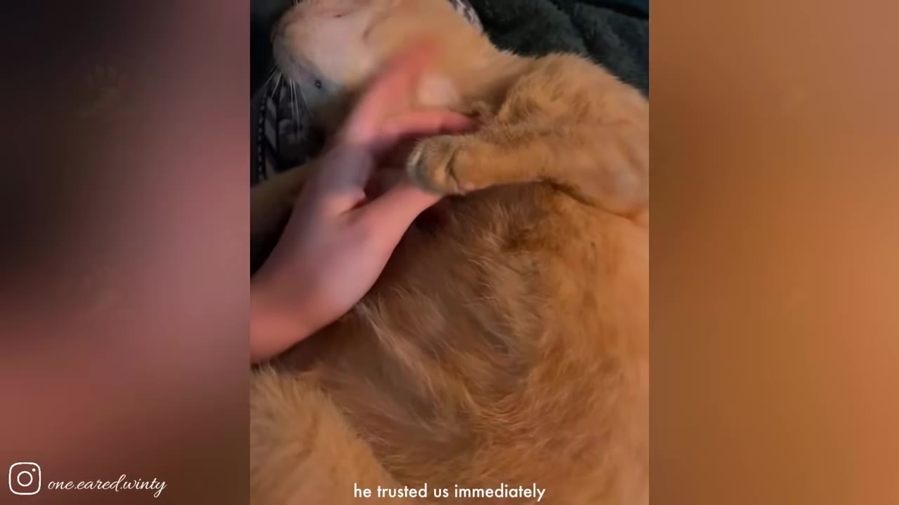 A close-up shot of an orange cat lying on its back, receiving a gentle chest scratch from a person's hand.