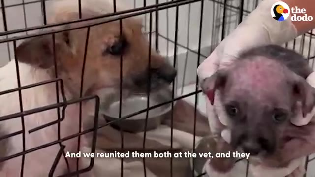 Video frame for A Sweet Reunion
