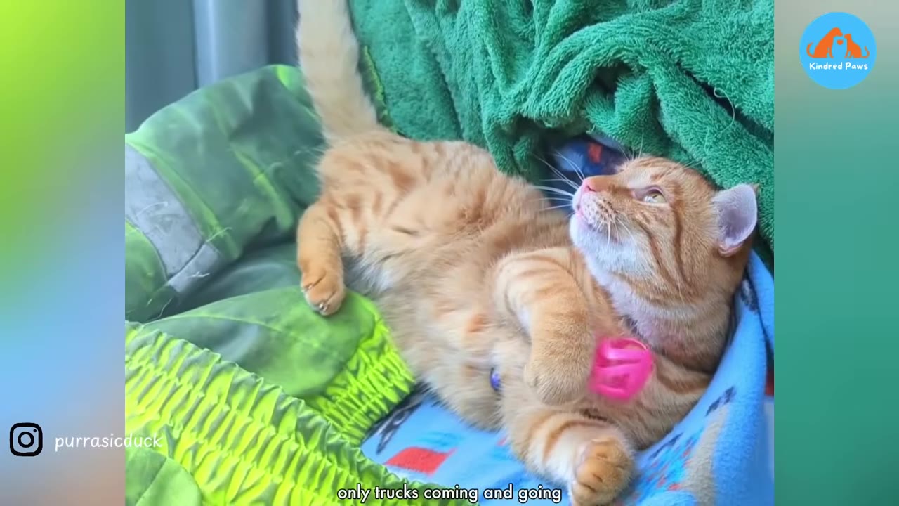 An orange tabby cat lies on its back on green and blue blankets inside a vehicle, looking upwards with its paw near a pink toy.