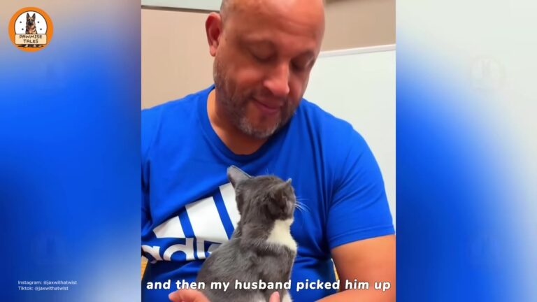 Pennsylvania Cat Labeled Too Mean For A Home Was Just Waiting For The Right Person