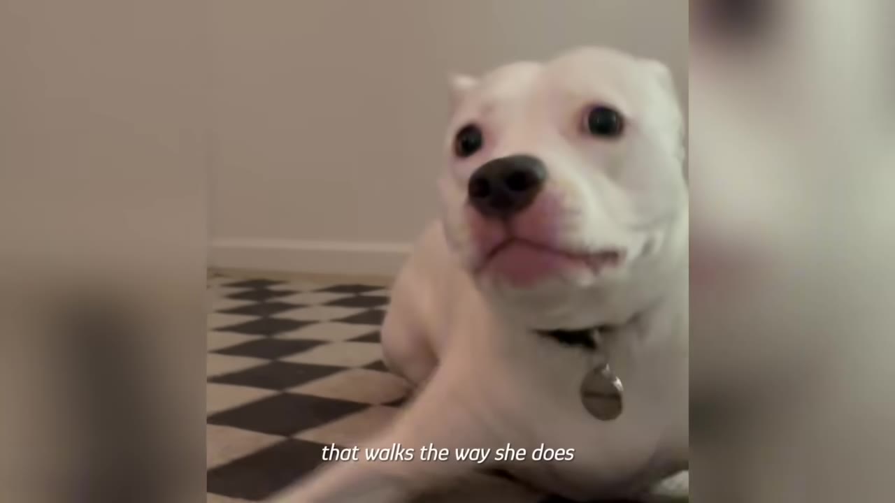 A close-up of a white dog with dark eyes looking directly at the camera with a curious expression while lying on a checkered rug.