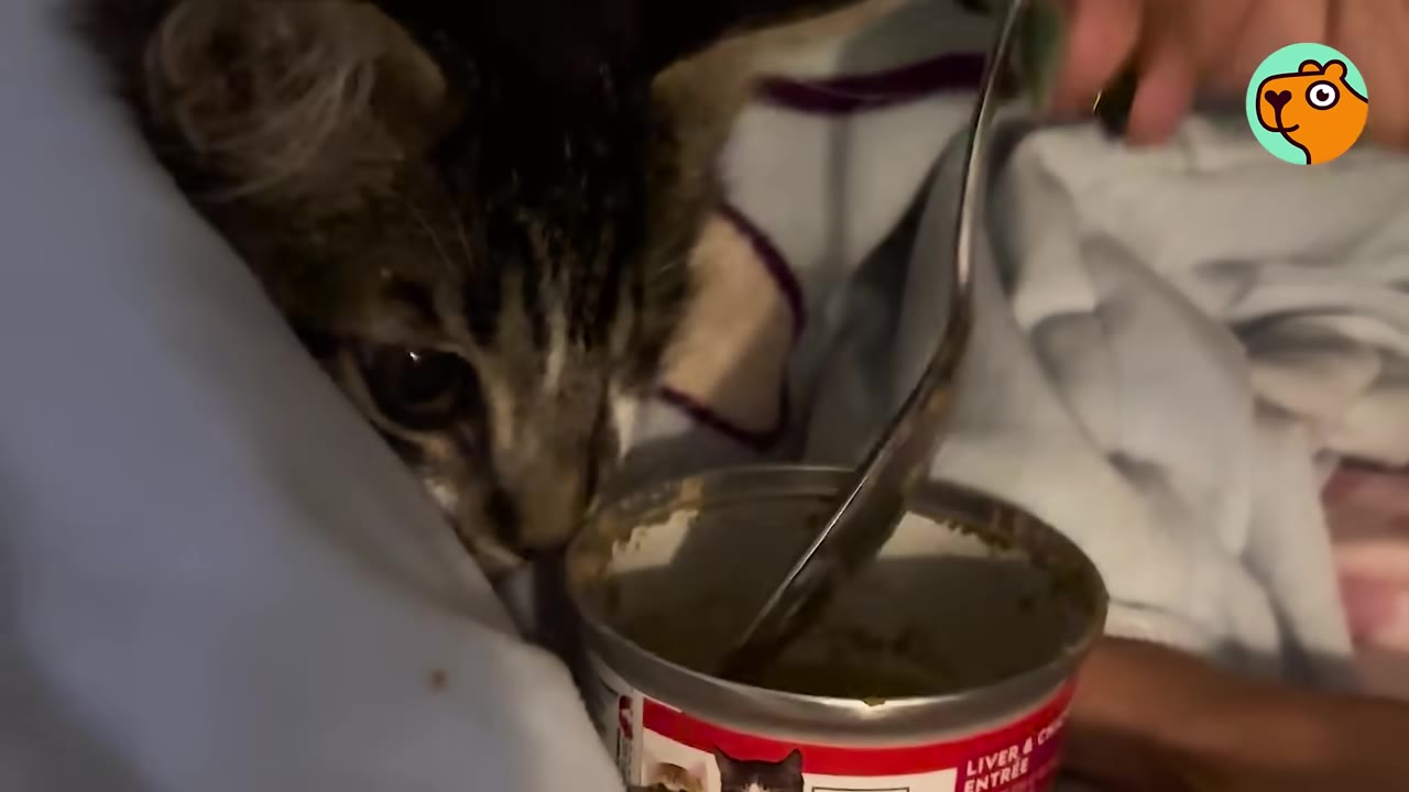 A close-up of a small tabby kitten wrapped in a light blue blanket, looking at a can of cat food as a spoon scoops some out.