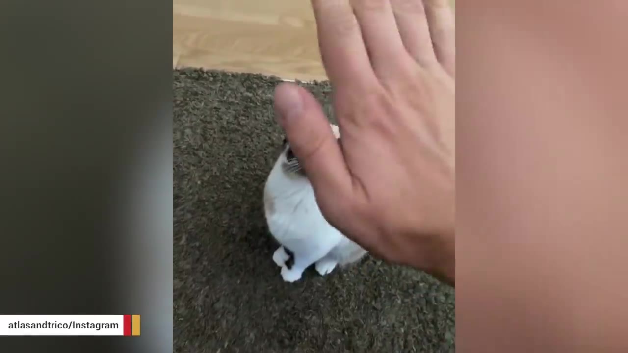 A human hand held up next to a very small calico-point cat sitting on a dark rug, showing the cat's petite size.