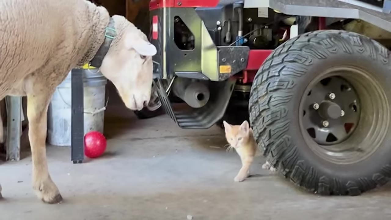 A sheep wearing a collar looks down at a tiny orange kitten standing next to a large tractor tire.