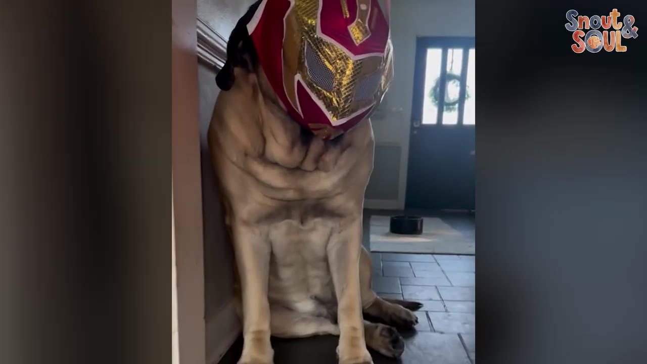 A large, light-brown dog sitting on a tiled floor indoors while wearing a red and gold wrestling mask.