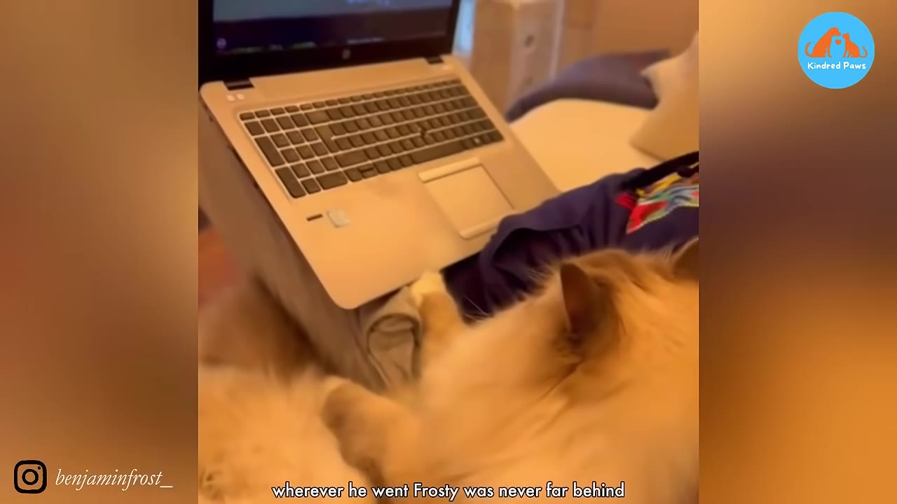A fluffy white cat lies next to a laptop resting on a person's lap.