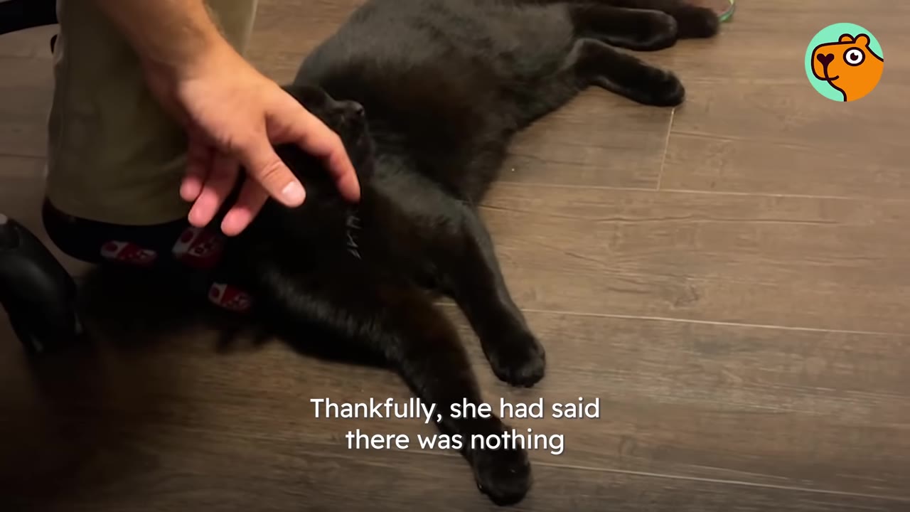 A hand gently pets a black cat lying on a wooden floor.