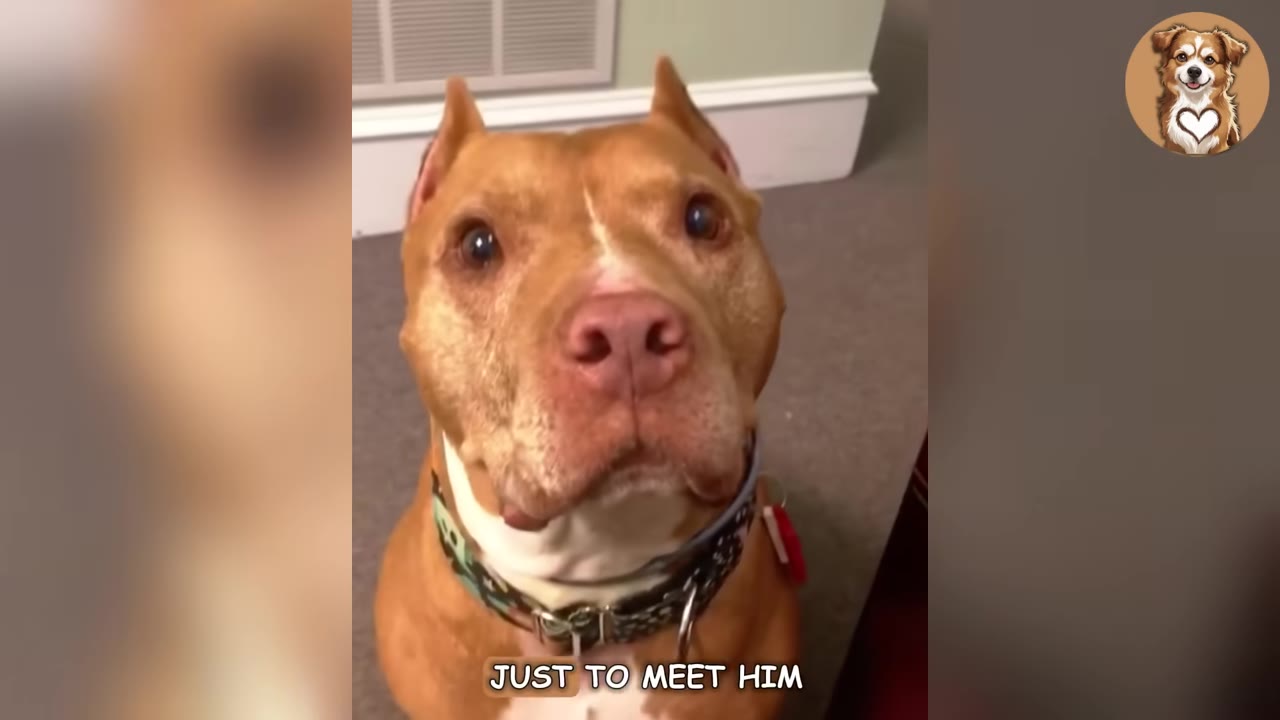 A close-up of a tan pit bull-type dog looking up with alert ears and a hopeful expression.
